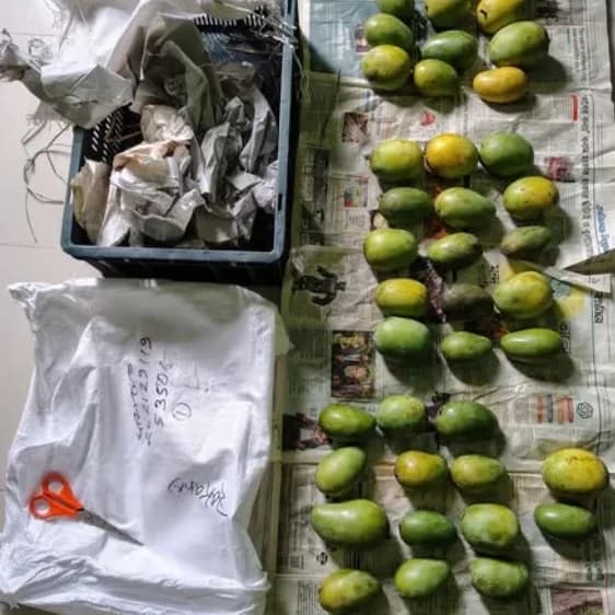 সিলেটে পৌঁছানো শেকড়ের আম