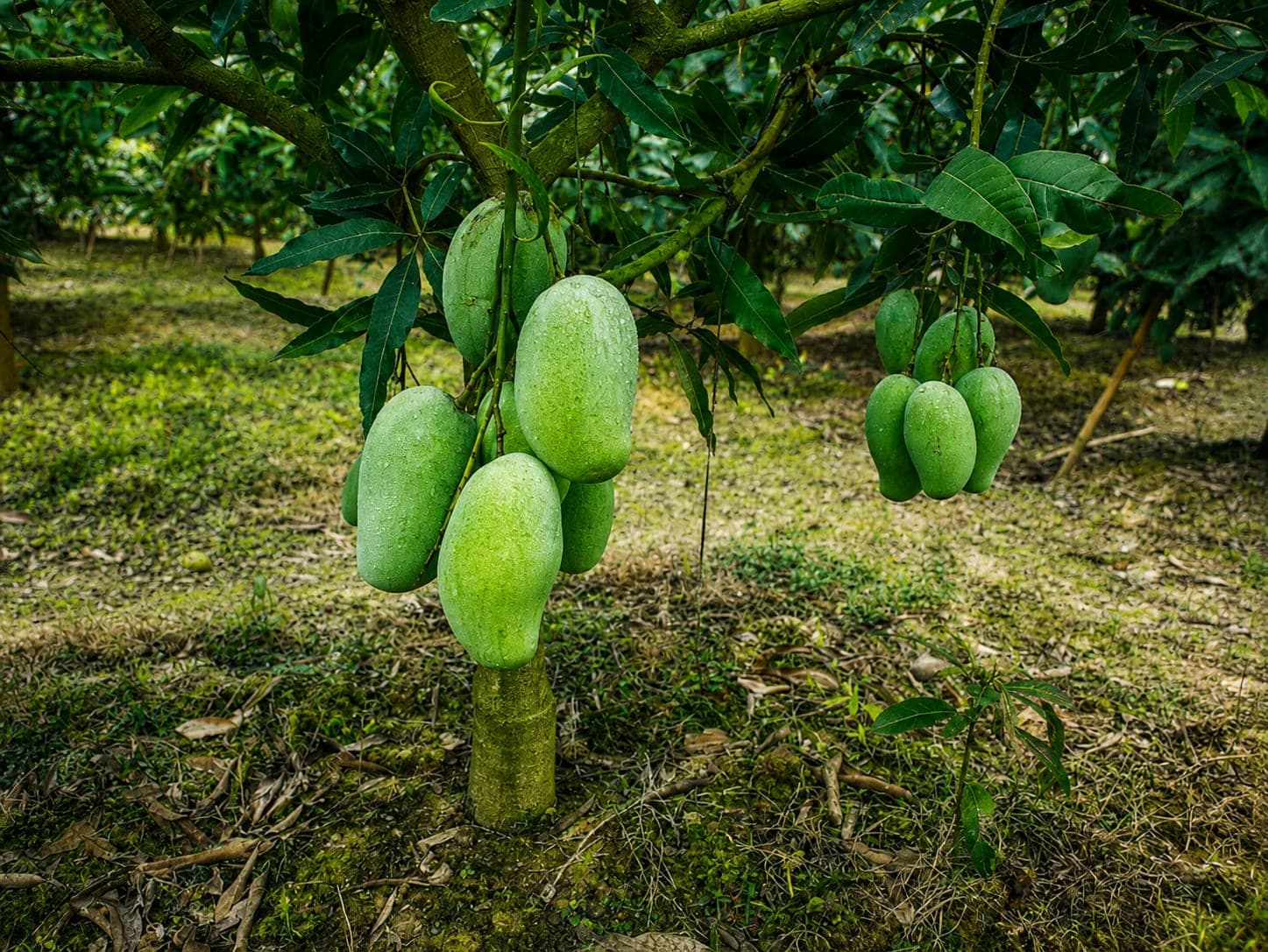 প্রোমো ব্যানার 5