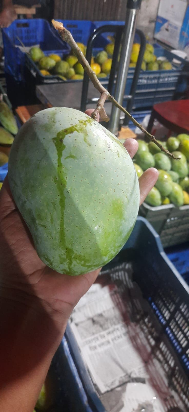 ফজলি আম
