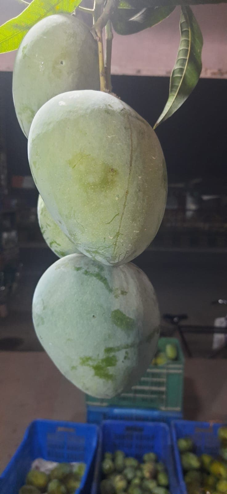 বারি আম-৪