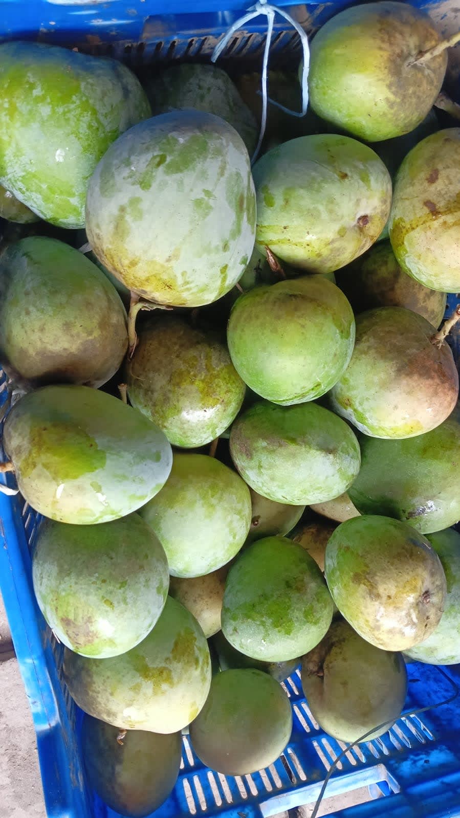 বারি আম-৪
